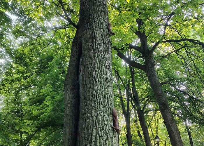 U Kocurka - Przy Termach Cieplickich *